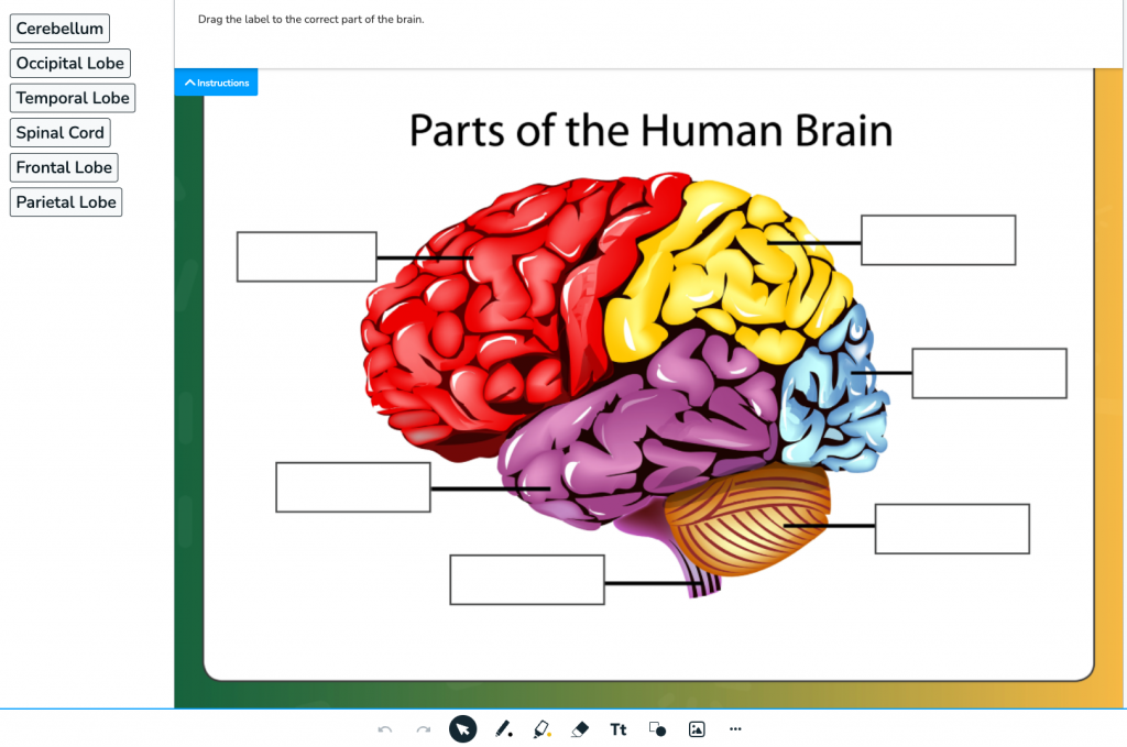 Labeling parts of the brain dragging text activity